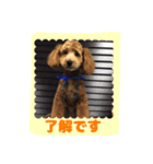 stamp style fusuke of toy-poo（個別スタンプ：4）