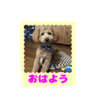 stamp style fusuke of toy-poo（個別スタンプ：5）