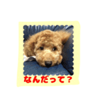 stamp style fusuke of toy-poo（個別スタンプ：6）