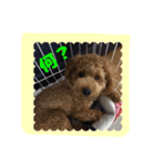 stamp style fusuke of toy-poo（個別スタンプ：8）