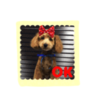 stamp style fusuke of toy-poo（個別スタンプ：9）