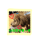 stamp style fusuke of toy-poo（個別スタンプ：10）