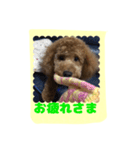stamp style fusuke of toy-poo（個別スタンプ：12）