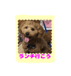 stamp style fusuke of toy-poo（個別スタンプ：13）
