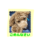 stamp style fusuke of toy-poo（個別スタンプ：14）