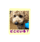 stamp style fusuke of toy-poo（個別スタンプ：15）