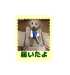 stamp style fusuke of toy-poo（個別スタンプ：16）