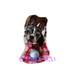 Hana犬わんぱく盛り（個別スタンプ：1）