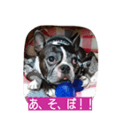 Hana犬わんぱく盛り（個別スタンプ：6）