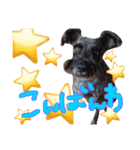 松野家のかわいい犬と猫（個別スタンプ：3）