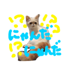 松野家のかわいい犬と猫（個別スタンプ：8）