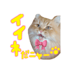 松野家のかわいい犬と猫（個別スタンプ：10）