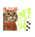 松野家のかわいい犬と猫（個別スタンプ：13）