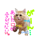 松野家のかわいい犬と猫（個別スタンプ：16）