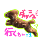 松野家のかわいい犬と猫（個別スタンプ：17）