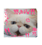 松野家のかわいい犬と猫（個別スタンプ：20）
