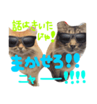 松野家のかわいい犬と猫（個別スタンプ：22）