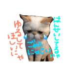 松野家のかわいい犬と猫（個別スタンプ：23）
