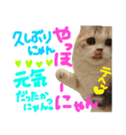 松野家のかわいい犬と猫（個別スタンプ：24）