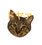 チョコくんスタンプ（個別スタンプ：1）