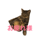 チョコくんスタンプ（個別スタンプ：4）