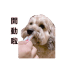 FEFE DOG（個別スタンプ：1）