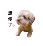 FEFE DOG（個別スタンプ：2）