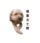 FEFE DOG（個別スタンプ：3）