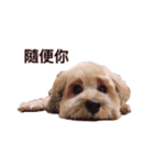 FEFE DOG（個別スタンプ：4）