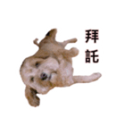 FEFE DOG（個別スタンプ：5）