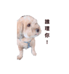FEFE DOG（個別スタンプ：6）