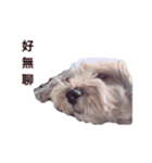 FEFE DOG（個別スタンプ：8）