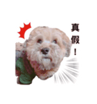 FEFE DOG（個別スタンプ：9）