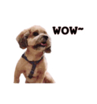 FEFE DOG（個別スタンプ：11）