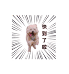 FEFE DOG（個別スタンプ：12）