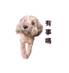 FEFE DOG（個別スタンプ：13）