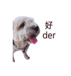 FEFE DOG（個別スタンプ：14）