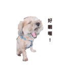FEFE DOG（個別スタンプ：15）