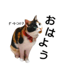 三毛猫キャミーのおてんばな日常（個別スタンプ：1）