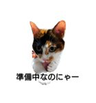 三毛猫キャミーのおてんばな日常（個別スタンプ：2）