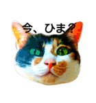 三毛猫キャミーのおてんばな日常（個別スタンプ：3）