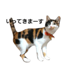 三毛猫キャミーのおてんばな日常（個別スタンプ：4）
