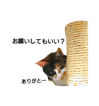 三毛猫キャミーのおてんばな日常（個別スタンプ：6）