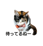 三毛猫キャミーのおてんばな日常（個別スタンプ：8）