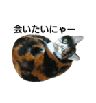 三毛猫キャミーのおてんばな日常（個別スタンプ：9）