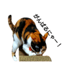 三毛猫キャミーのおてんばな日常（個別スタンプ：10）