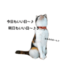三毛猫キャミーのおてんばな日常（個別スタンプ：11）