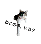三毛猫キャミーのおてんばな日常（個別スタンプ：13）