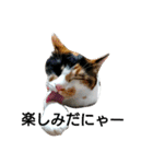 三毛猫キャミーのおてんばな日常（個別スタンプ：14）