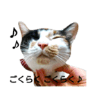 三毛猫キャミーのおてんばな日常（個別スタンプ：15）